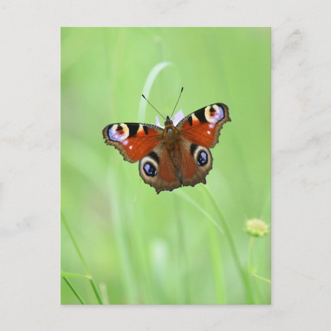 Peacock Butterfly Postcard (Front)