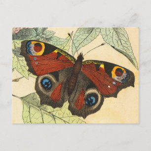 Peacock Butterfly Postcard