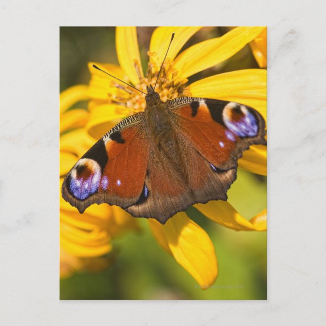 Peacock butterfly postcard (Front)