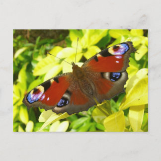 Peacock butterfly postcard