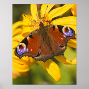 Peacock butterfly poster
