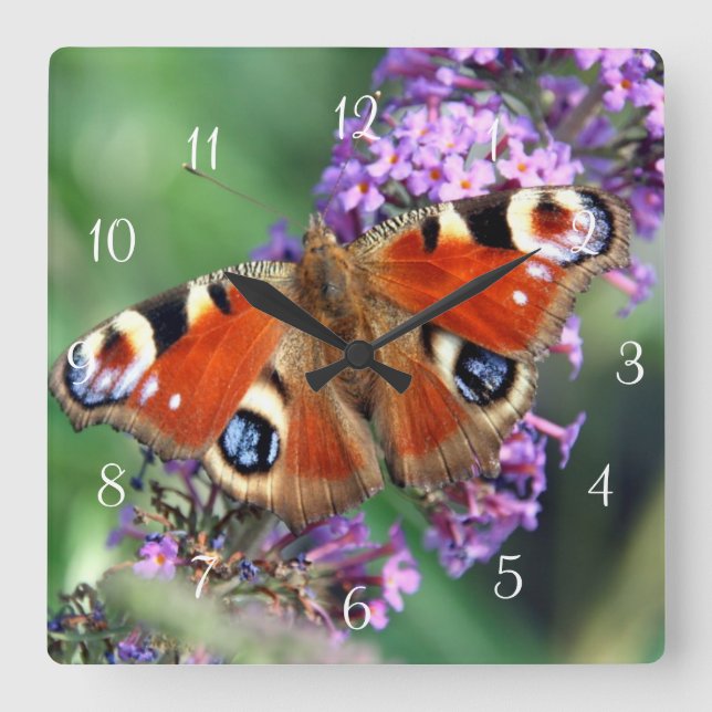 Peacock Butterfly Square Wall Clock (Front)