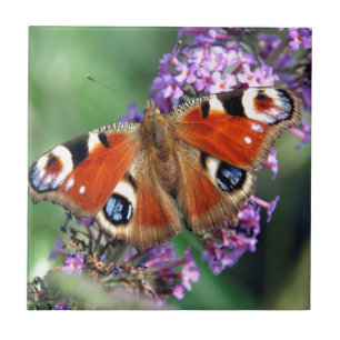 Peacock Butterfly Tile