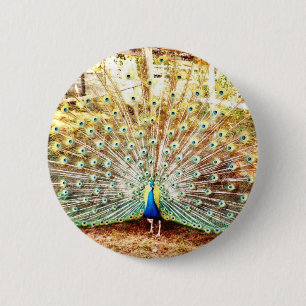 Peacock Button