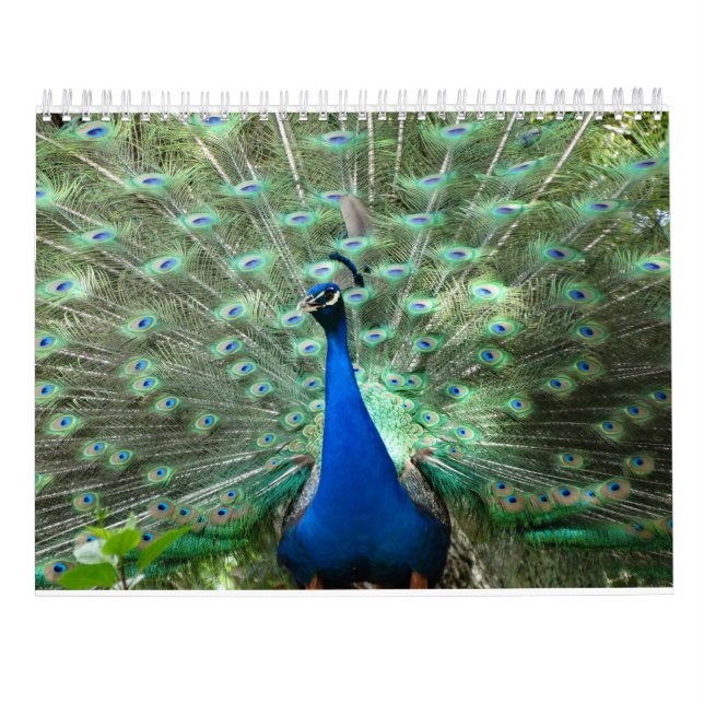 Peacock Calendar (Back)