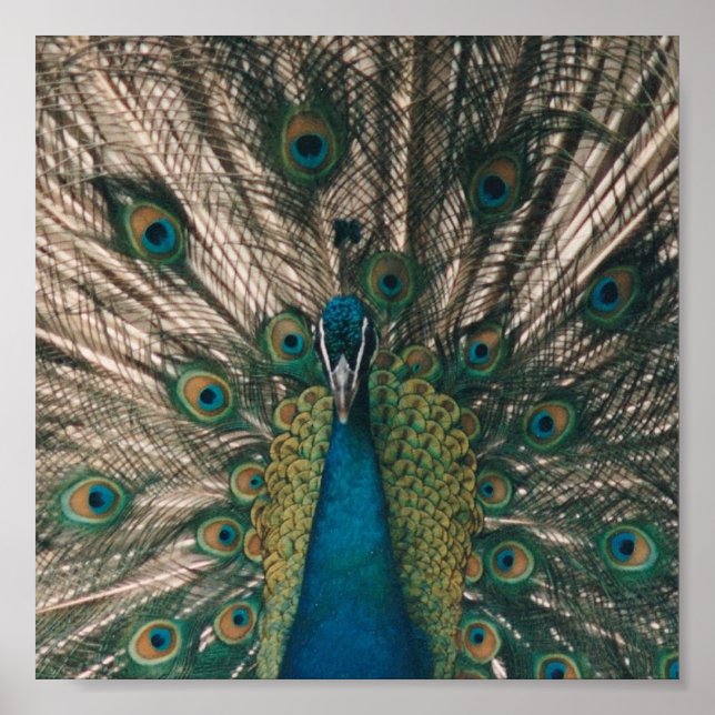 PEACOCK CANVAS PRINT (Front)