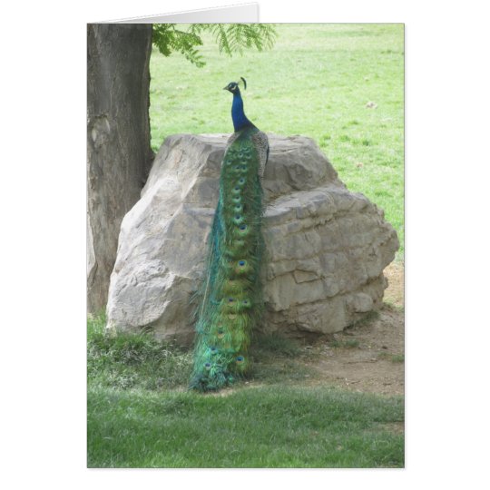 Peacock Card