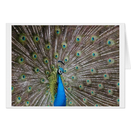 Peacock Card