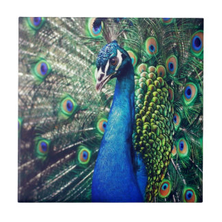 peacock ceramic tile