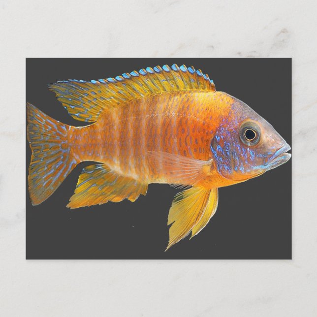 Peacock Cichlid Postcard (Front)