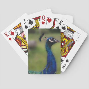 Peacock Classic Playing Cards