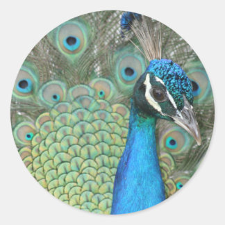 Peacock Classic Round Sticker