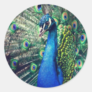 peacock classic round sticker