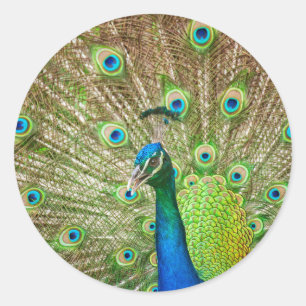 Peacock Classic Round Sticker