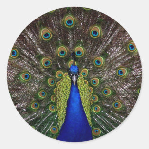 peacock classic round sticker