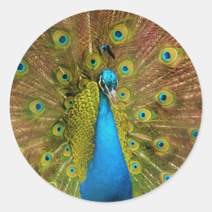 peacock classic round sticker