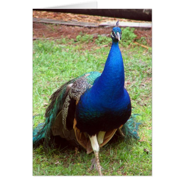 Peacock Closeup (Front)