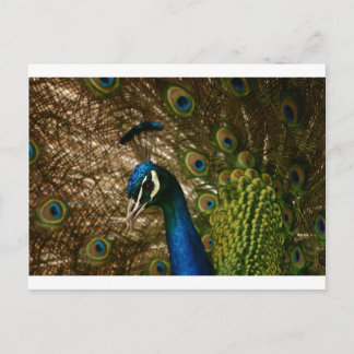 Peacock Closeup Postcard