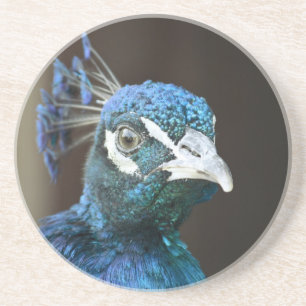 peacock coaster