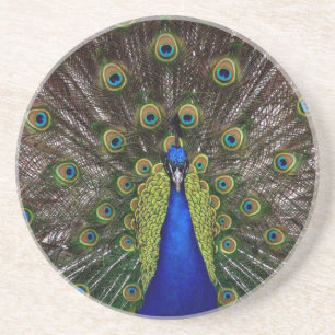 Peacock Coaster