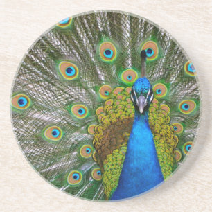 Peacock Coaster