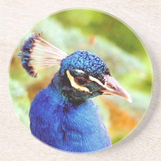 PEACOCK   COASTER (Front)