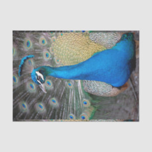 Peacock Colourful Close-up Tissue Paper