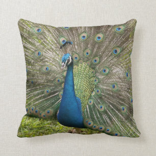 Peacock Cushion