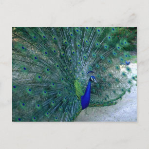 Peacock Dance Postcard