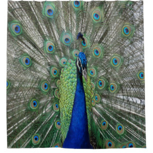Peacock Dance Shower Curtain