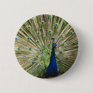 Peacock Display 6 Cm Round Badge