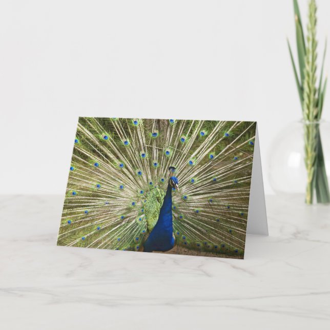 Peacock Display Card (Front)