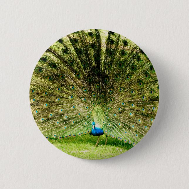 Peacock Display Colors 6 Cm Round Badge (Front)