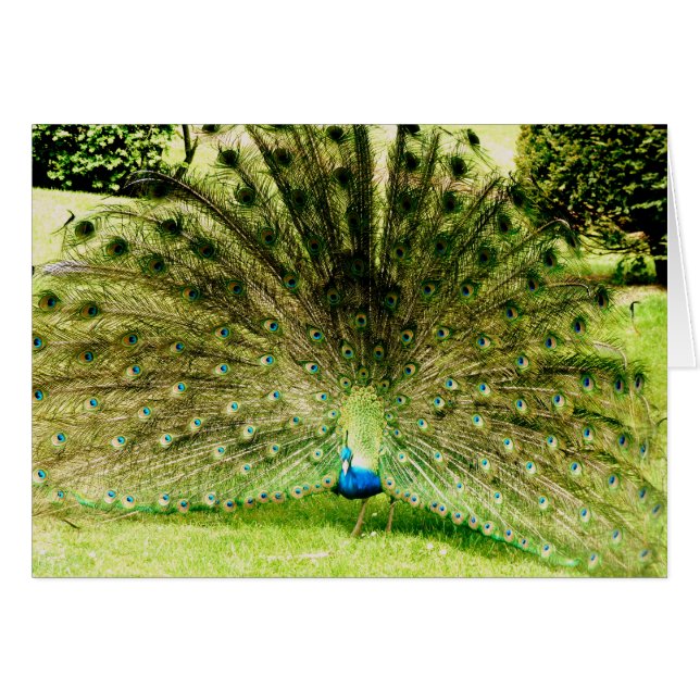 Peacock Display Colours (Front Horizontal)