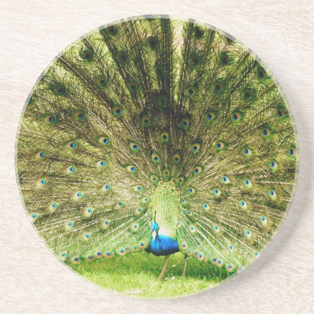 Peacock Display Colours Coaster (Front)