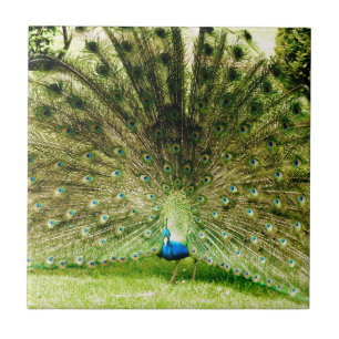Peacock Display Colours Tile