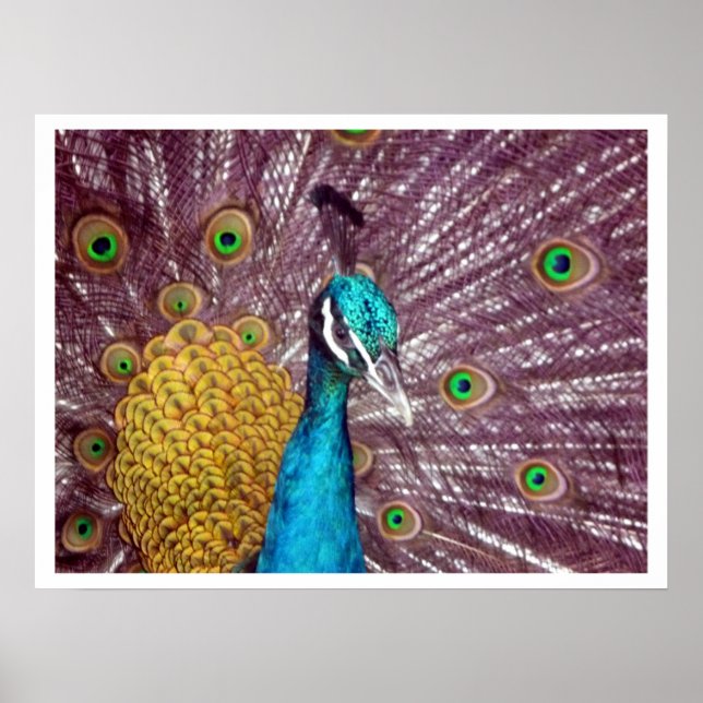 peacock display pride poster (Front)
