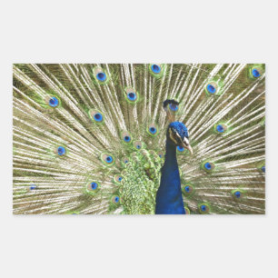 Peacock Display Rectangular Sticker