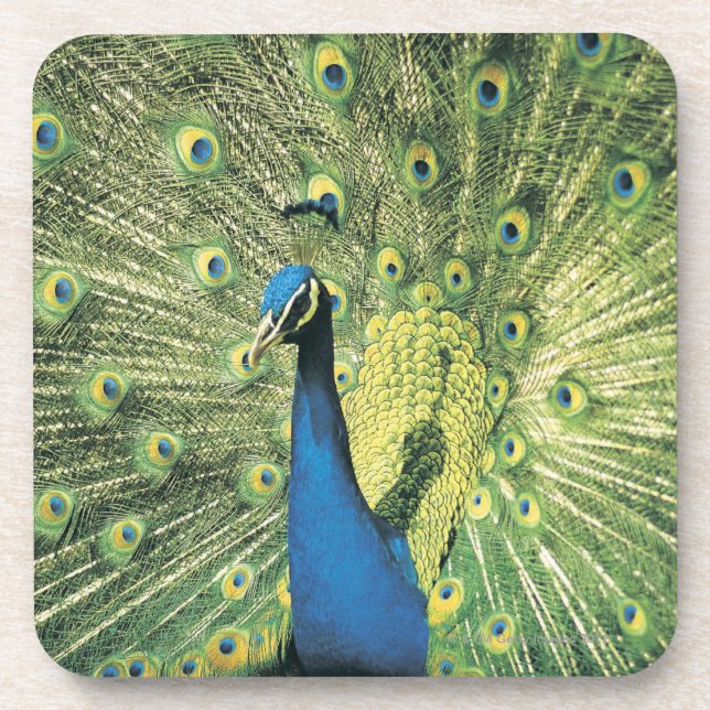 Peacock displaying coaster (Front)