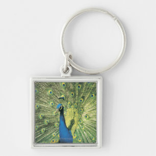 Peacock displaying key ring