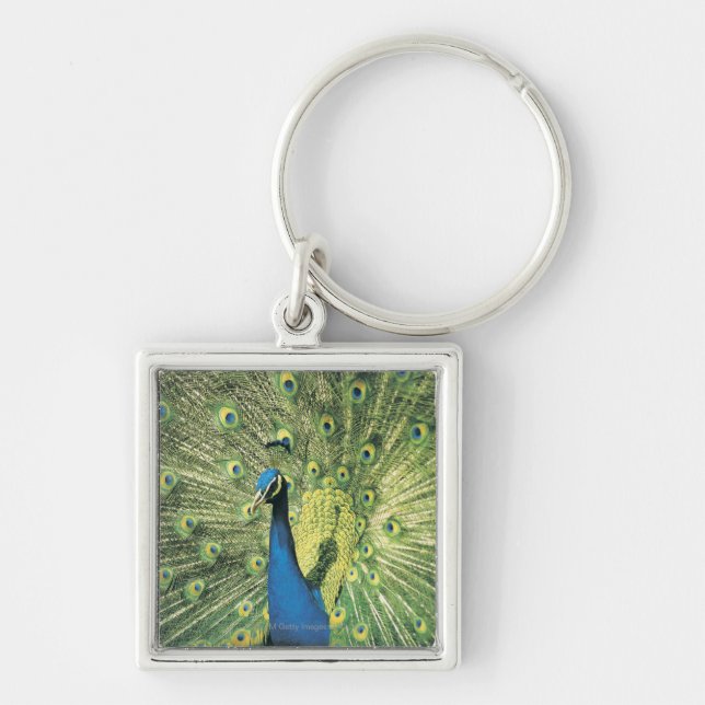Peacock displaying key ring (Front)
