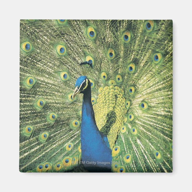Peacock displaying magnet (Front)