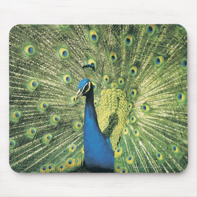 Peacock displaying mouse pad (Front)