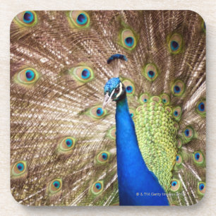Peacock displaying plumage coaster