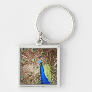 Peacock displaying plumage key ring