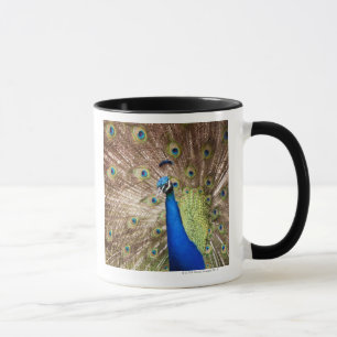 Peacock displaying plumage mug