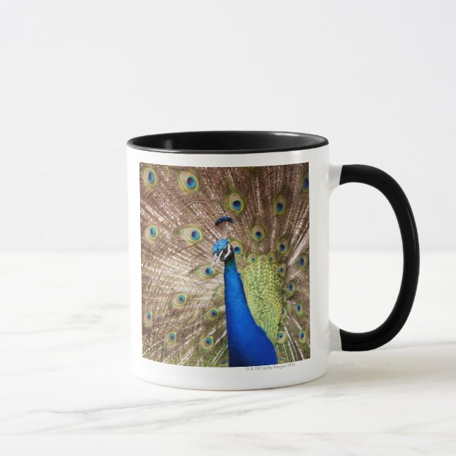 Peacock displaying plumage mug (Right)
