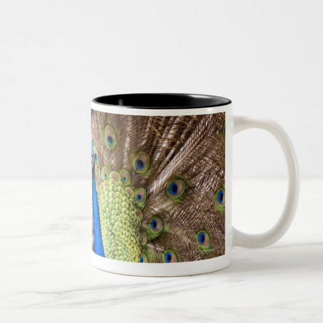 Peacock displaying plumage Two-Tone coffee mug (Right)