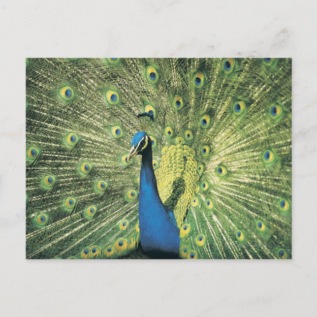 Peacock displaying postcard (Front)