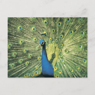 Peacock displaying postcard